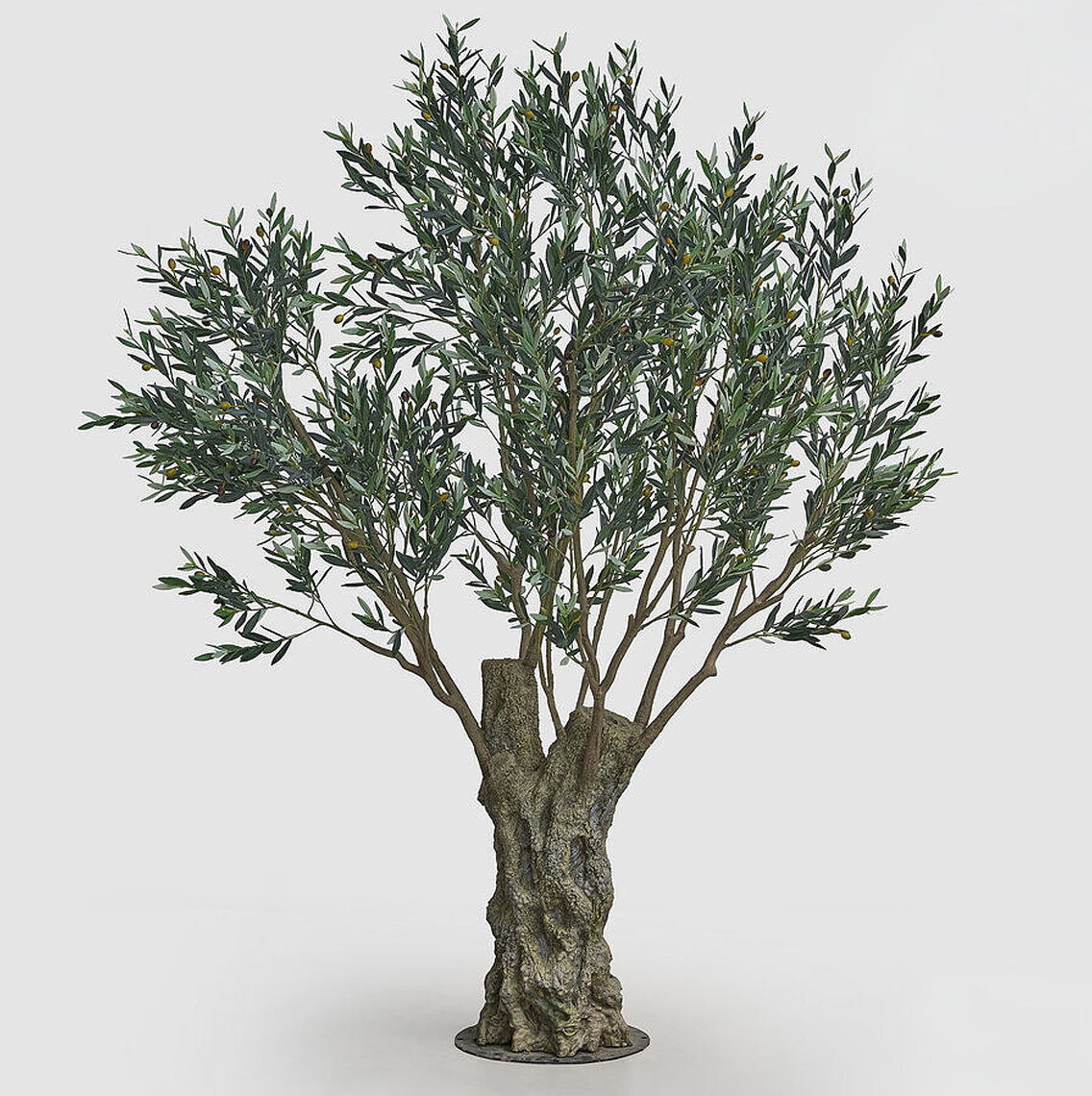 Olive Tree Branch